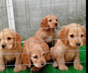 Κόκερ Σπάνιελ