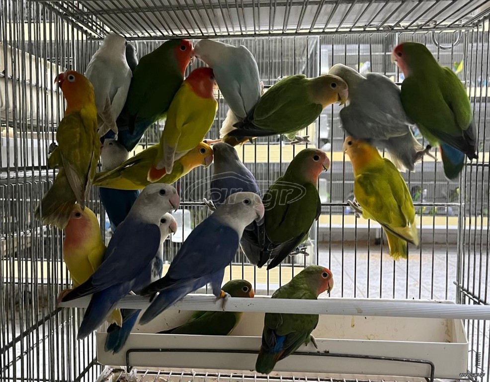 Παπαγάλος love birds