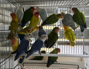 Παπαγάλος love birds
