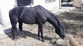Άλογο αραβάνι ελληνικό , 9 χρονών , κομμένο .