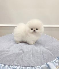 Pomeranian boo