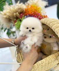 Pomeranian boo-thumb-5