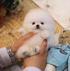 Pomeranian boo-thumb-6