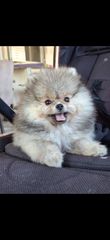 Pomeranian boo-thumb-1