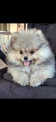 Pomeranian boo-thumb-2