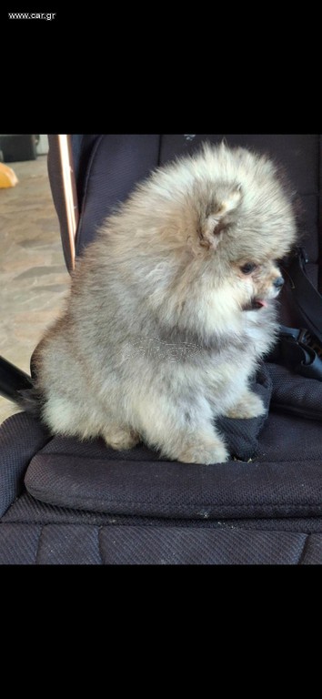 Pomeranian boo