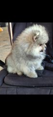 Pomeranian boo