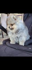 Pomeranian boo-thumb-3