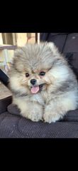 Pomeranian boo-thumb-10