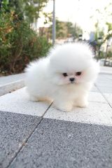 Pomeranian boo-thumb-12