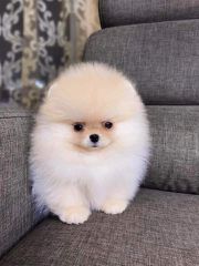 Pomeranian boo-thumb-13