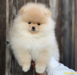 Pomeranian boo-thumb-14
