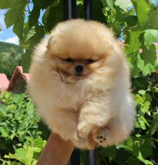 Pomeranian boo-thumb-15