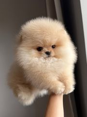 Pomeranian boo-thumb-16