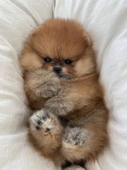 Pomeranian boo-thumb-18