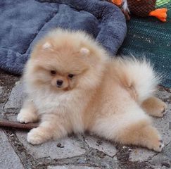 Pomeranian boo-thumb-19