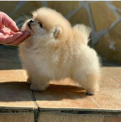 Pomeranian boo-thumb-20