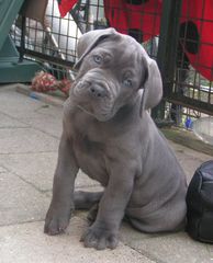 Cane corso