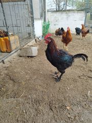 Αυστραλορπ-μαρανς- Νιού Χαμσάιρ