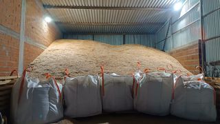 Βρώμη σπόρος