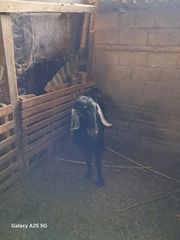 πωλείται τράγος ημιαιμος αγγλονουμπια