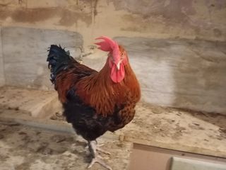 Διαθέσιμα  τα εξής:  Κοκόρια               Black Copper Marans Buff Sussex ,  Black Silver Marans , Plymouth Rock,