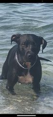 Pitbul