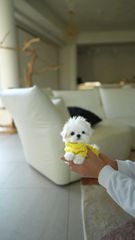 Malteze tea cup-thumb-2