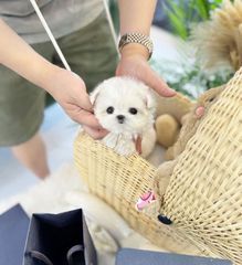 Malteze tea cup-thumb-3