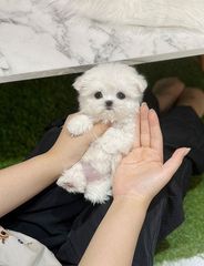 Malteze tea cup-thumb-4
