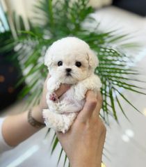 Malteze tea cup-thumb-5