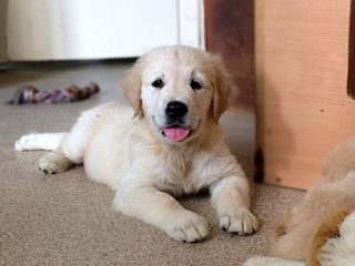 ΛΑΜΠΡΑΝΤΌΡ Labrador-thumb-2
