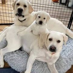 ΛΑΜΠΡΑΝΤΌΡ Labrador-thumb-7