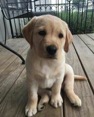 ΛΑΜΠΡΑΝΤΌΡ Labrador-thumb-9