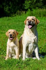 ΛΑΜΠΡΑΝΤΌΡ Labrador-thumb-10