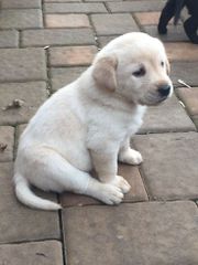 ΛΑΜΠΡΑΝΤΌΡ Labrador-thumb-15