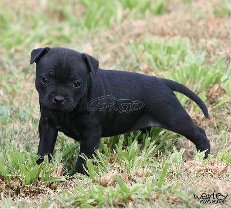 Pitbull black panther