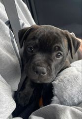 Pitbull black panther-thumb-1