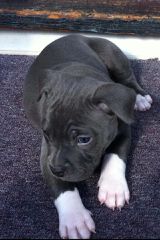 Pitbull black panther-thumb-4
