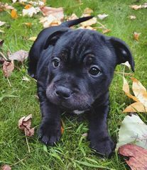 Pitbull black panther-thumb-5