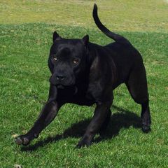 Pitbull black panther-thumb-6