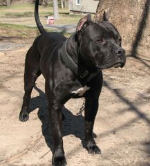 Pitbull black panther-thumb-7