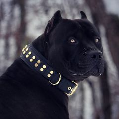 Pitbull black panther-thumb-8