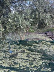 Πωλείται Βιολογικό ελαιόλαδο Αργολίδος