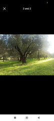 Έξτρα παρθένο ελαιόλαδο-thumb-1