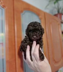 Poodle chocolate