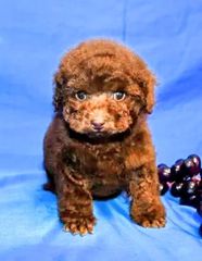 Poodle chocolate