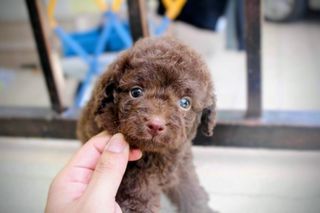 Poodle chocolate