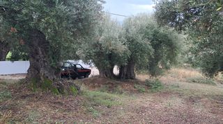 ΠΩΛΟΥΝΤΑΙ ΑΙΩΝΟΒΙΕΣ ΚΑΙΥΠΕΡΑΙΩΝΟΒΙΕΣ ΕΛΙΕΣ-ΚΑΛΟ ΝΕΡΟ ΜΕΣΣΗΝΙΑΣ