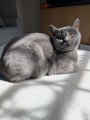 British Shorthair